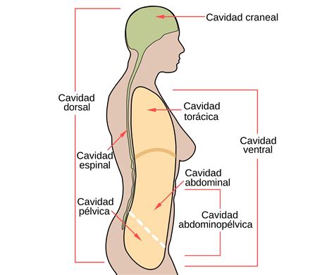 ¿Qué es la cavidad peritoneal? - Curiosoando