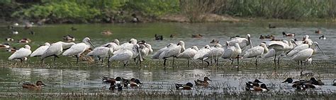 Sultanpur Bird Sanctuary timings, opening time, entry timings, visiting ...