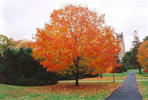 Arboles De Otoño Y Arbustos Para Dar Color » La Jardinoteca