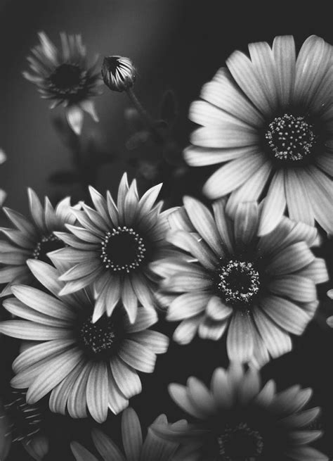 Black And White Sunflower Wallpaper