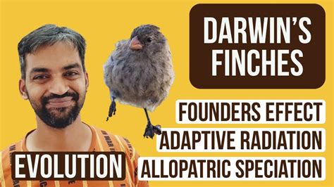 Darwin’s finches | Evolution | Founders effect | Adaptive radiation | Allopatric speciation ...