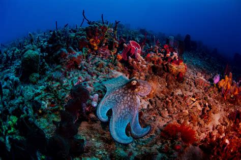 Caribbean Reef Octopus - American Oceans