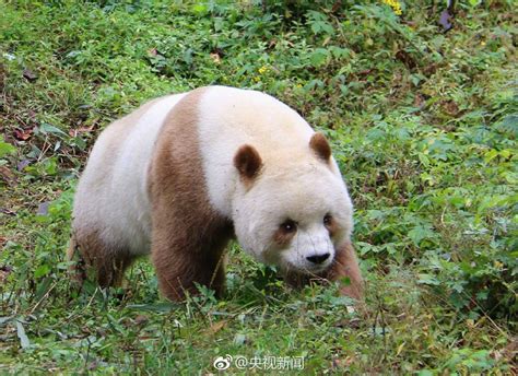 Der einzige braune Panda auf der Weit Qizai lebt fröhlich im Qinling ...