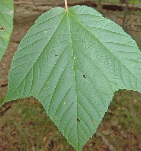 Striped Maple (Trees of Vermont) · NaturaLista Mexico