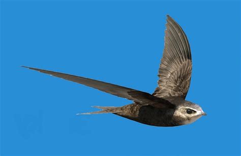 Common Swift (Ababeel) is a bird that can fly for 10 consecutive months ...