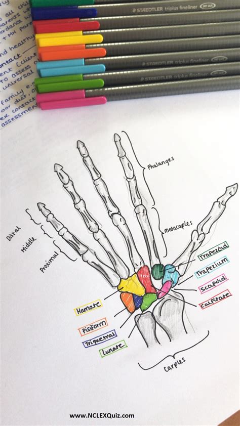 Bones of the Hand, Labeled Diagram Study Tips Med School, Nursing School - NCLEX Quiz