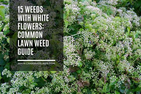 15 Weeds with White Flowers: Common Lawn Weed Guide (2024) | CrabgrassLawn