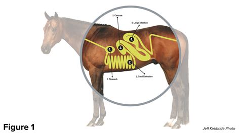 Understanding the Equine Digestive System - Barrel Horse News