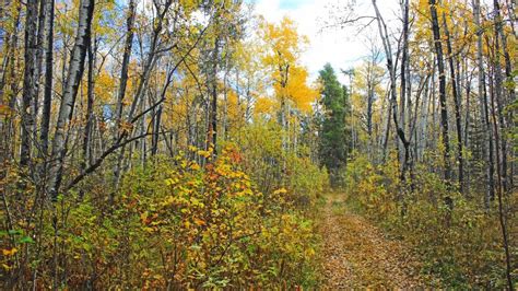 Boreal Forests - Botany Today