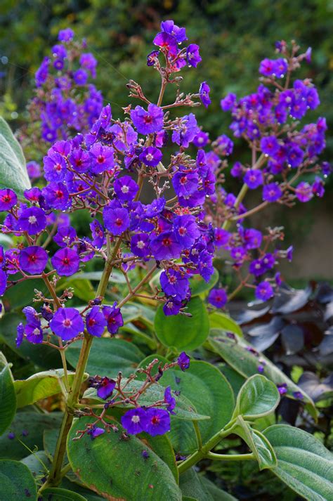 Photo #51059 | Tibouchina heteromalla | plant lust