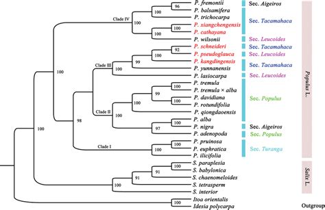 Molecular phylogenetic tree of 27 species in the family Salicaceae... | Download Scientific Diagram