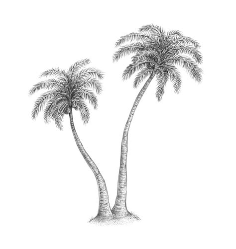 Palm Tree Drawing Easy