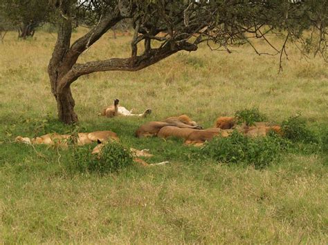 Pride of lions sleeping under a tree | Chris Macqueen | Flickr