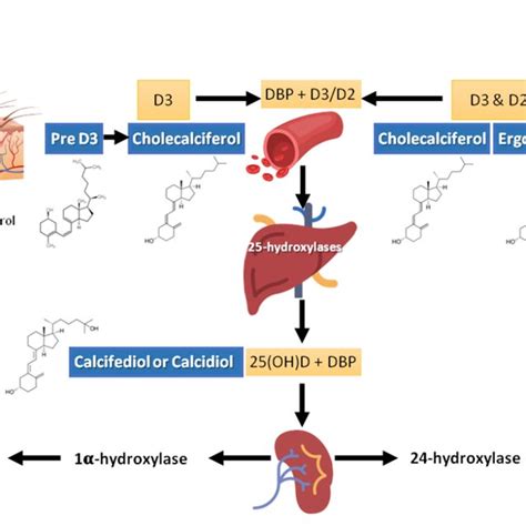 Vitamin D receptor (VDR) action at target cells. Intracellular... | Download Scientific Diagram