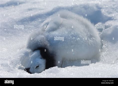 Dead emperor penguin chick hi-res stock photography and images - Alamy