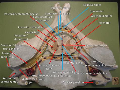 Subarachnoid Space Spinal Cord Model