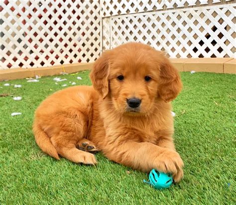 European Dark Golden Retriever Puppies for Sale| Rockvale Puppies