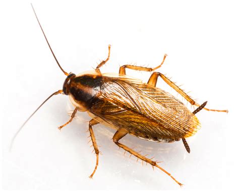 German Cockroach | Certified Pest Control