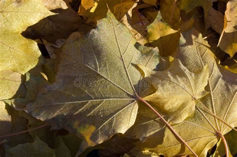 Frost Leaves stock photo. Image of grass, nature, weather - 151352054