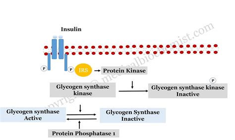 Glycogen synthesis and Breakdown Pathway: Biochemistry, Microbiology