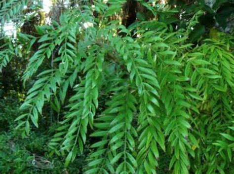 Winged Sumac (Rhus copallinum) | Friends of Barefoot Beach Preserve