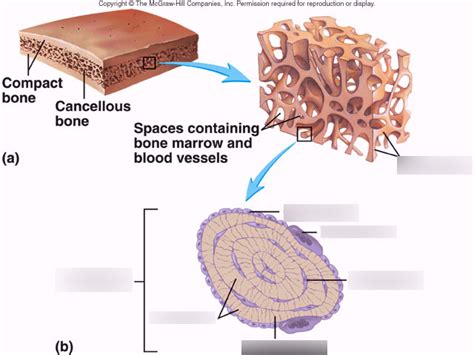 spongy bone Diagram | Quizlet