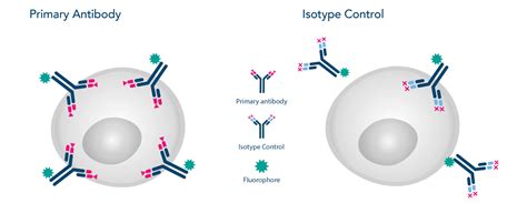 Isotype Controls - What is it and why use it? Find it out