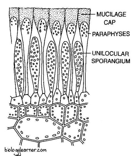 Laminaria Life Cycle