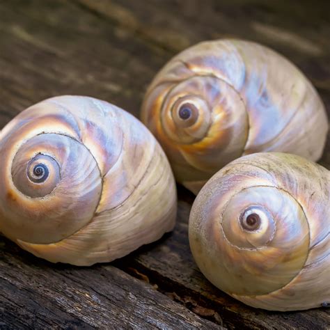 Shark Eye Moon Snail Shells Photograph by Ghostbird Studio - Jen Sheffield