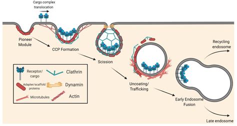 Receptor Mediated Endocytosis Micrograph