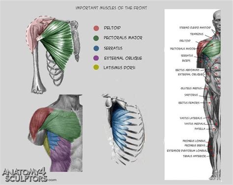 Torso muscles, Deltoid muscle, Pectoralis major, serratus, external ...