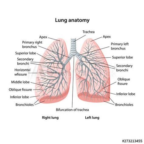 Structure of human lungs with description of the ... | Human lungs, Lung anatomy, Lunges