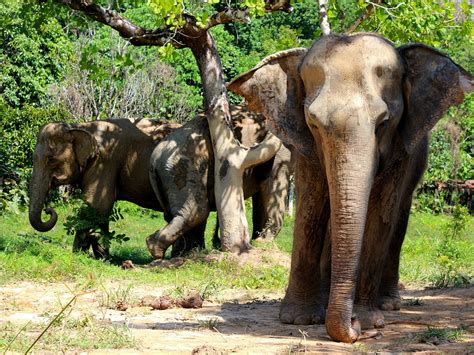 Phuket Elephant Sanctuary: All You Need to Know BEFORE You Go