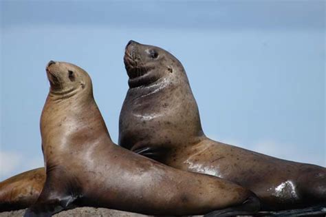 Steller Sea Lion