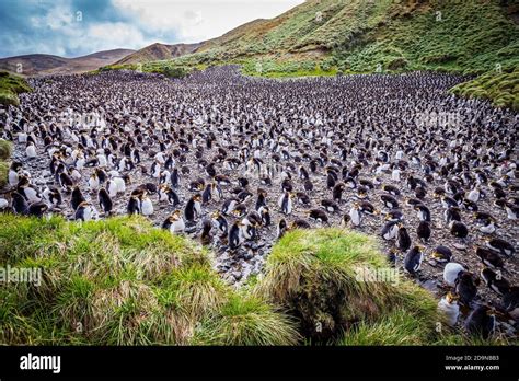 Royal penguin colony Stock Photo - Alamy