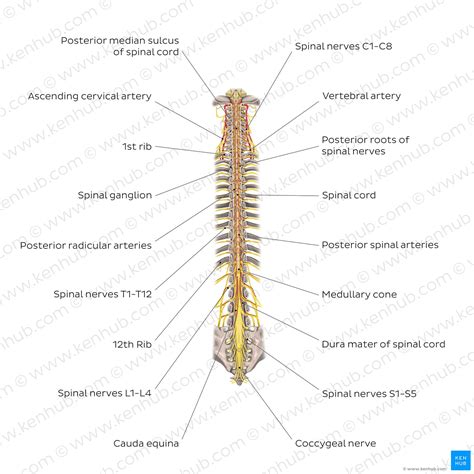 Spinal cord: Anatomy, structure, tracts and function | Kenhub