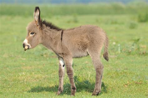 18 mini donkeys that will make you wanna sell your house and move to the country – SheKnows