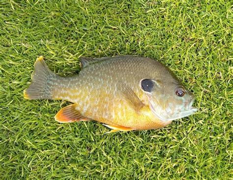 Bluegill and Sunfish Profile | FishingWithBait