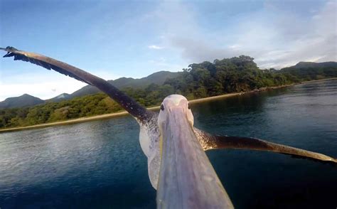 Pelican Beak Flying Footage