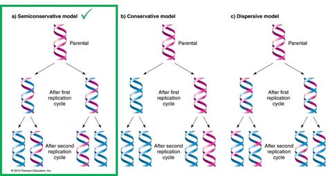 Conservative Dna Replication Theory