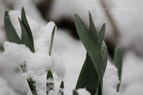 sassafras: spring snow :: nature photography :: winter photography