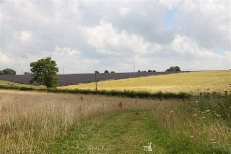 Wandering Through the Cotswolds Lavender Fields - Glamour in the County