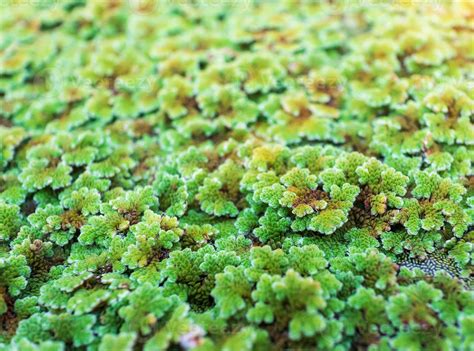 green floating Azolla Pinnata or Azolla microphylla at organic farm. Azolla Pinnata is useful ...