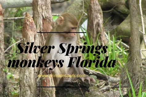 Does Silver Springs Have Monkeys in Florida? - Primates Park