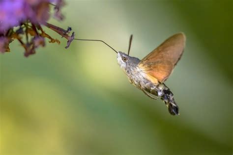 Have You Seen A Hummingbird Moth? Here Are 10 Facts That Will Amaze - Farmers' Almanac - Plan ...