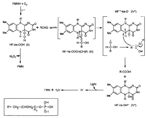 Luciferase...I'd Like You To Meet (Insert Your Name Here).