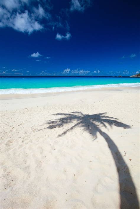 Palm tree shadow on beach stock photo. Image of beautiful - 17767854