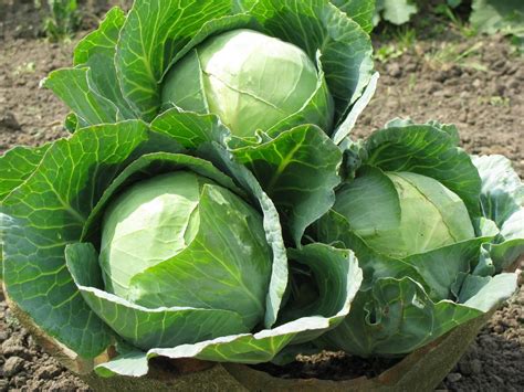 How to Grow Cabbage Plant From Seeds - Plant Instructions