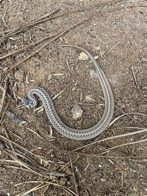 Is this a baby copperhead? Located in central North Carolina. : r/snakes