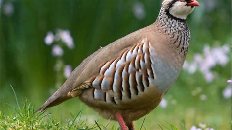 National bird of Iraq - حجل شوكار - YouTube